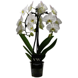 Schmetterlingsorchidee, Phalaenopsis Hybriden, Blüte: weiß