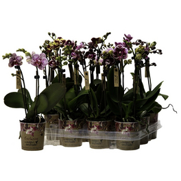 Schmetterlingsorchidee, Phalaenopsis Hybriden »Kolibri«, Blüte: gemischt