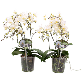 Schmetterlingsorchidee, Phalaenopsis Hybriden »Wild«, Blüte: weiß