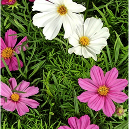 Schmuckkoerbchen, Cosmos bipinnatus, Blüte: gemischt, einfach Schmuckkoerbchen, Cosmos bipinnatus, Blüte: gemischt, einfach