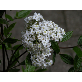 Schneeball, Viburnum burkwoodii, Blätter: dunkelgrün, Blüten: weiß/rosa