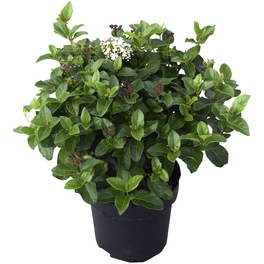Schneeball, Viburnum tinus »Lisarose«, Blätter: dunkelgrün, Blüten: weiß/rosa