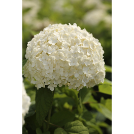 Schneeballhortensie 'Annabelle', arborescens, Topf: 25 cm, Blüten: weiß