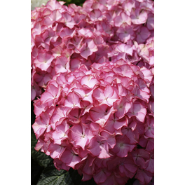 Schneeballhortensie 'Pink Annabelle'®, arborescens, Topf: 23 cm, Blüten: rosa