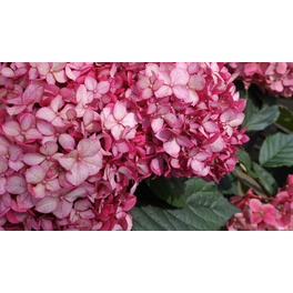 Schneeballhortensie 'Ruby Annabelle'®, arborescens, Topf: 23 cm, Blüten: rot Schneeballhortensie 'Ruby Annabelle'®, arborescens, Topf: 23 cm, Blüten: rot