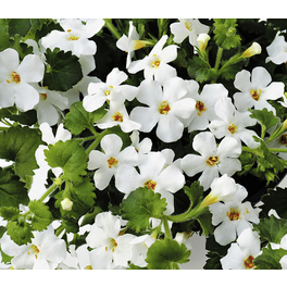 Schneeflockenblume, Bacopa diffusus, Blüte: bunt
