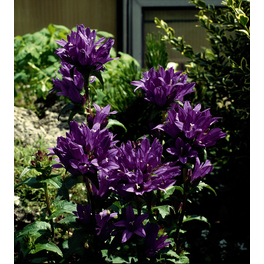 Schnitt- & Prachtstaude »Campanula glomerata«, blau, winterhart Schnitt- & Prachtstaude »Campanula glomerata«, blau, winterhart