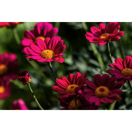 Schnitt- & Prachtstaude »Chrysanthemum coccineum«, bunte Margerite, rot, winterhart