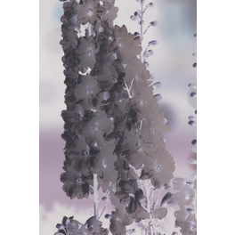 Schnitt- & Prachtstaude »Delphinium Guardian«, weiß, winterhart
