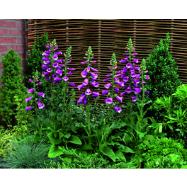 Schnitt- & Prachtstaude »Digitalis purpurea«, rosa, winterhart Schnitt- & Prachtstaude »Digitalis purpurea«, rosa, winterhart