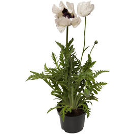 Schnitt- & Prachtstaude »Papaver orientale Royal Wedding«, weiß, winterhart
