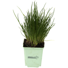 Schnittlauch 3er Set, Allium Schoenoprasum, im Topf Schnittlauch 3er Set, Allium Schoenoprasum, im Topf