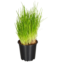 Schnittlauch, Allium schoenoprasum, aktuelle Pflanzenhöhe ca.: 25 cm, im Topf Schnittlauch, Allium schoenoprasum, aktuelle Pflanzenhöhe ca.: 25 cm, im Topf