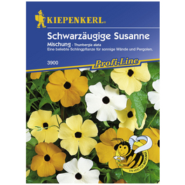 Schwarzäugige Susanne, Thunbergia alata, Samen, Blüte: mehrfarbig