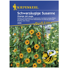 Schwarzäugige Susanne, Valerianella locusta, Samen, Blüte: orange