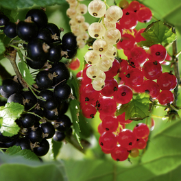 Schwarze Johannisbeere, Ribes nigrum »Ben Tirran«, Frucht: schwarz, zum Verzehr geeignet