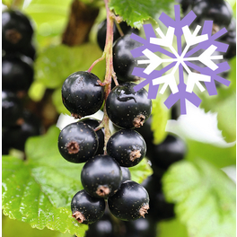 Schwarze Johannisbeere, Ribes nigrum »Polar Fruits®«, Frucht: schwarz, zum Verzehr geeignet