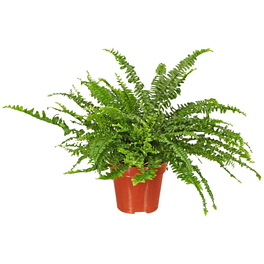 Schwertfarn Nephrolepis exaltata 'Green Lady' 25 cm