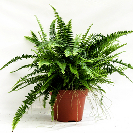 Schwertfarn, Nephrolepis exaltata »Green Lady«, Topf ⌀: 17 cm