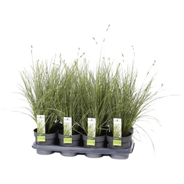 Segge, Carex brunnea, Pflanzenhöhe: 35-45 cm, weiß/bunt