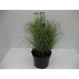 Segge, Carex comans »Amazon Mist«, Pflanzenhöhe: 30-4 cm, grün