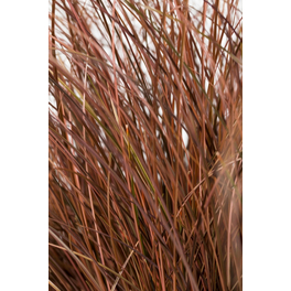 Segge, Carex comans »Bronco«, Pflanzenhöhe: 30-40 cm, grün
