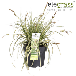 Segge, Carex oshimensis »Evergold«, Pflanzenhöhe: 20-30 cm, weiß/bunt