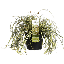 Segge, Carex oshimensis »Evergold«, Pflanzenhöhe: 35-45 cm, weiß/bunt