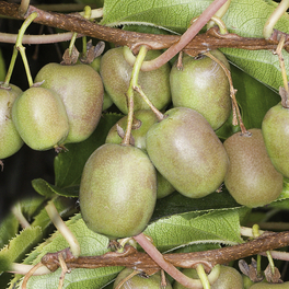 Selbstfruchtende Kiwi, Actinidia arguta »Issai«, grün, max. Wuchshöhe: 400 cm