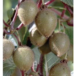 Selbstfruchtende Kiwi 'Jenny', Actinidia chinensis Selbstfruchtende Kiwi 'Jenny', Actinidia chinensis