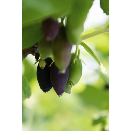 Sibirische Honigbeere 'Myberry Farm', Lonicera kamtschatica, Frucht: blauschwarz Sibirische Honigbeere 'Myberry Farm', Lonicera kamtschatica, Frucht: blauschwarz