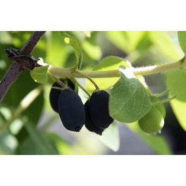 Sibirische Honigbeere 'Myberry Sweet', Lonicera kamtschatica, Frucht: blauschwarz Sibirische Honigbeere 'Myberry Sweet', Lonicera kamtschatica, Frucht: blauschwarz