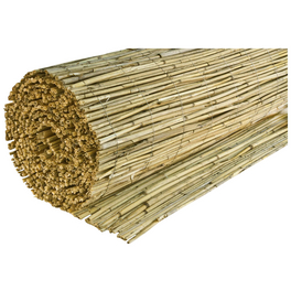 bambus preis pro meter Bambus 'Aureosulcata Spectabilis' - Phyllostachys aureosulcata spectabilis main image 0