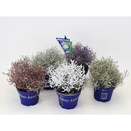 Silberdraht, Calocephalus brownii »Schnee, Glitter«, max. Wuchshöhe: 20 cm