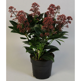 Skimmie, Skimmia japonica »Rubella«, Blätter: grün, Blüten: bunt
