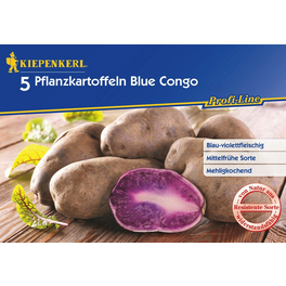 Solanum »Blue Congo«, 5 Stück