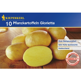 Solanum »Glorietta«, 10 Stück