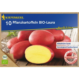 Solanum »Laura«, 10 Stück