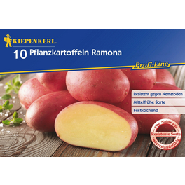Solanum »Ramona«, 10 Stück