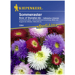 Sommeraster, Callistephus chinensis, Samen, Blüte: mehrfarbig