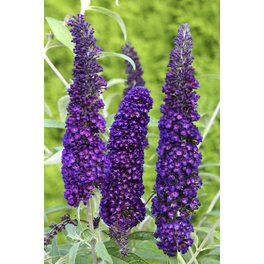 Sommerflieder, Buddleja davidii »Black Knight«, Blätter: grün, Blüten: violett