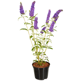 Sommerflieder, Buddleja davidii, Blätter: grün, Blüten: bunt