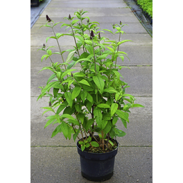 Sommerflieder, Buddleja davidii »Funky Fuchsia®«, Blätter: grün, Blüten: rosa