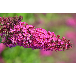 Sommerflieder, Buddleja davidii »Funky Fuchsia«, Blätter: grün, Blüten: rosa/pink