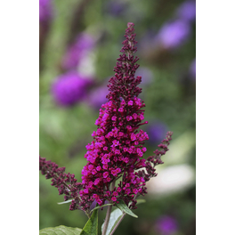 Sommerflieder, Buddleja davidii »Royal Red«, Blätter: grün, Blüten: purpurfarben