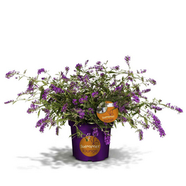 Sommerflieder, Buddleja davidii »Summer Lounge® «, Blätter: grün, Blüten: lila