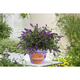 Sommerflieder, Buddleja davidii »Summer Lounge«, Blätter: grün, Blüten: violett