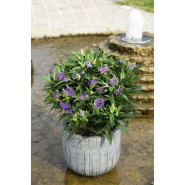 Sommerflieder, Buddleja davidii »Summer Lounge«, Blätter: grün, Blüten: violett