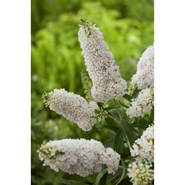 Sommerflieder, Buddleja davidii »Summer Lounge«, Blätter: grün, Blüten: weiß