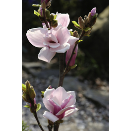 Sommergrüne Yulan-Magnolie, Magnolia denudata »Festirose«, Blätter: grün, Blüten: hellrosa